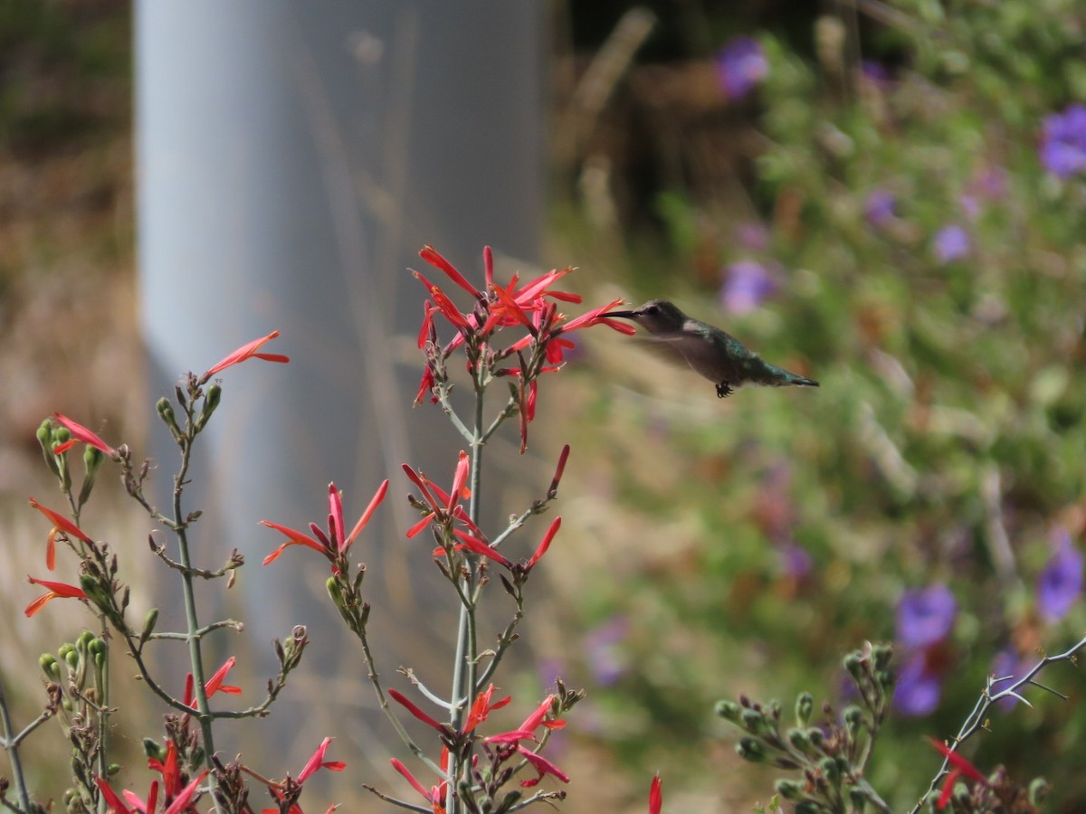 Costa's Hummingbird - ML632229397