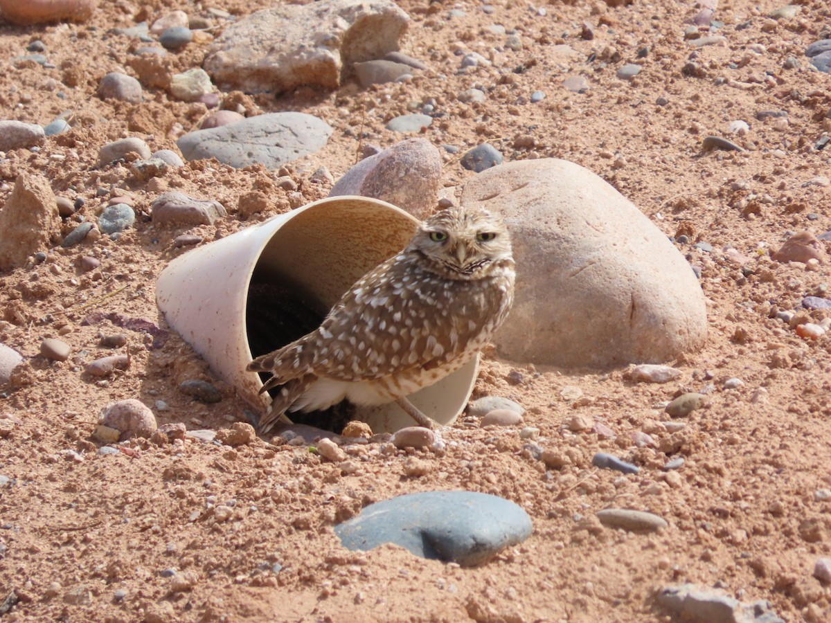 Burrowing Owl - ML632229410