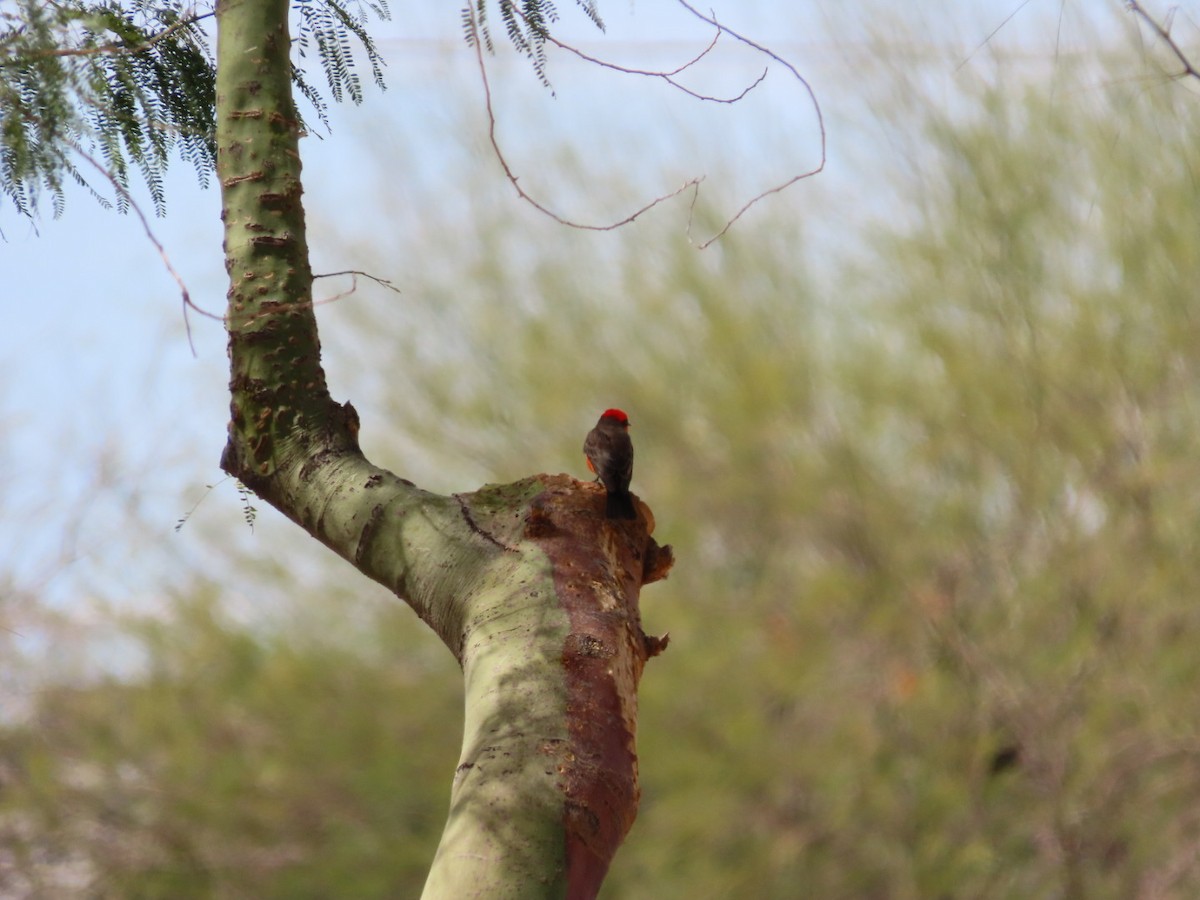 Vermilion Flycatcher - ML632229419