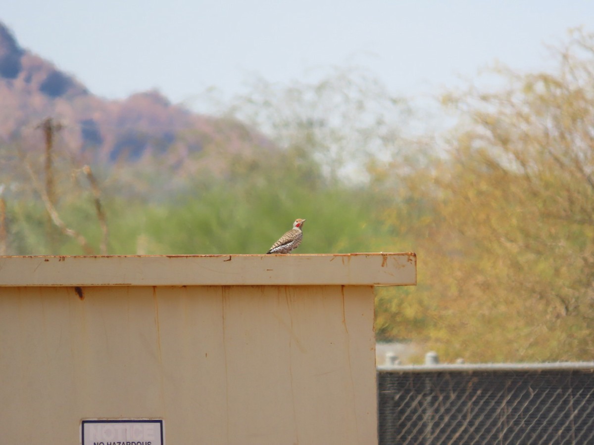 Gilded Flicker - ML632229433