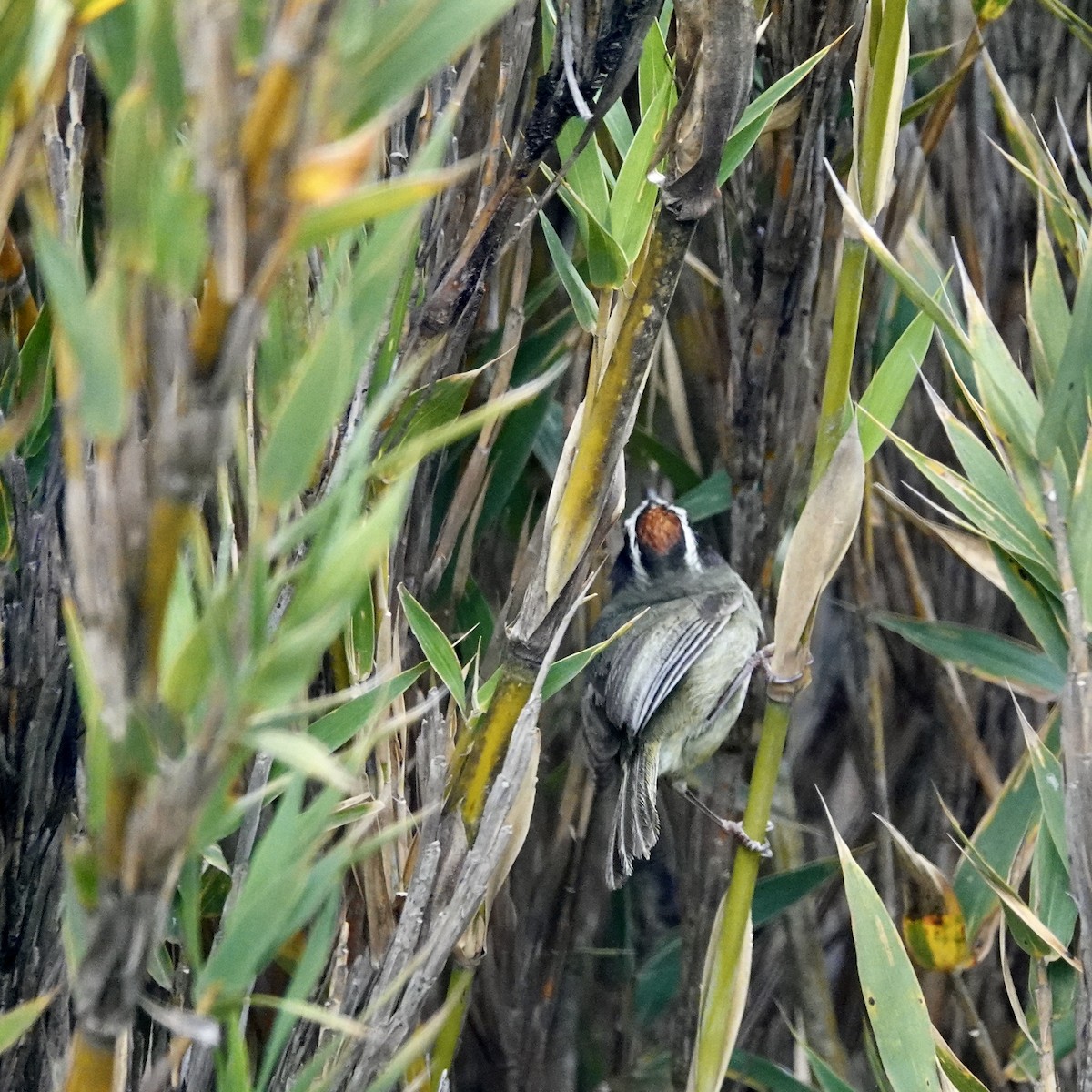 Black-cheeked Warbler - ML632229434