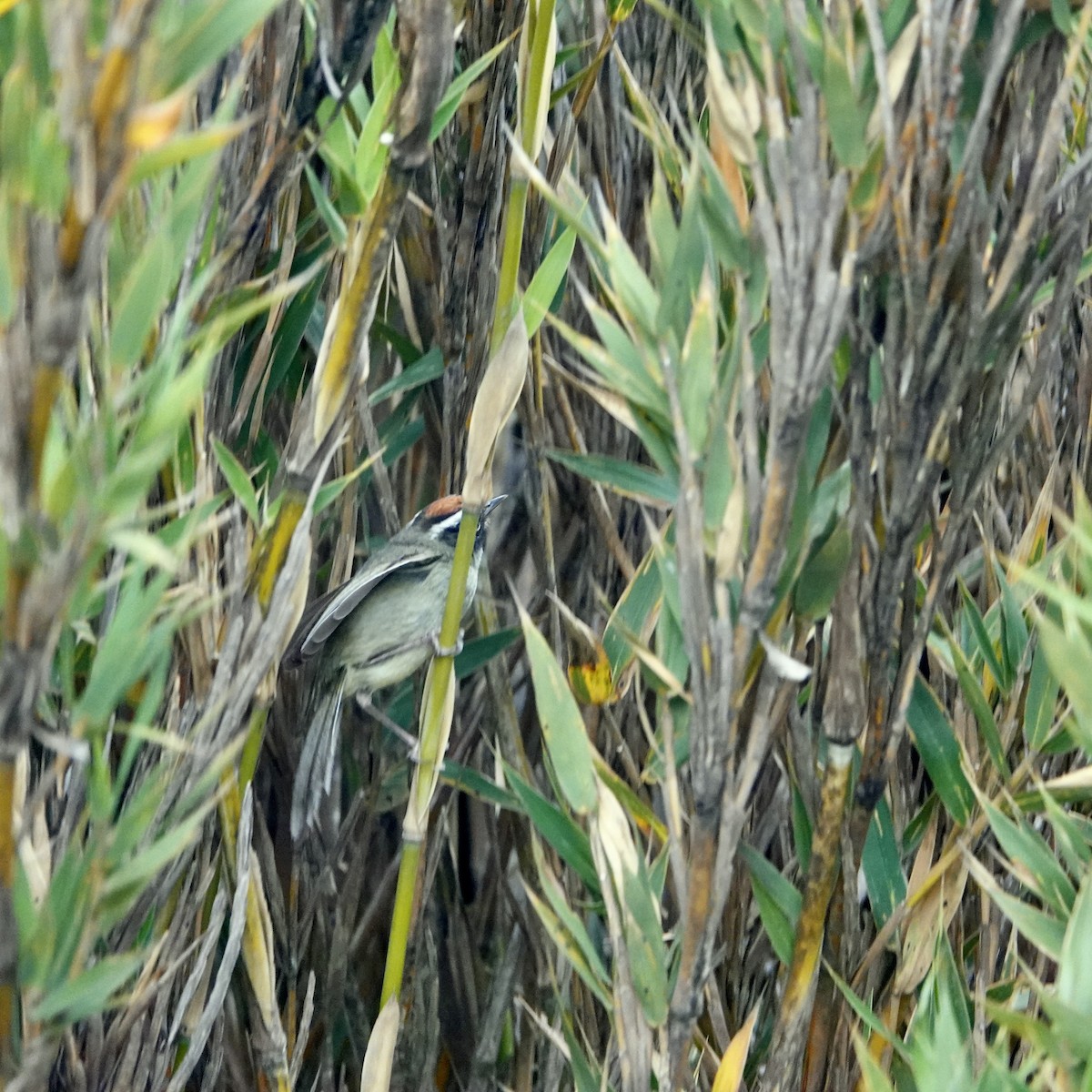 Black-cheeked Warbler - ML632229436