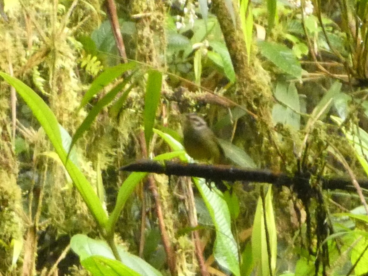Costa Rican Warbler - ML632229508