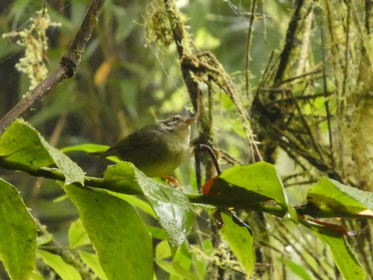 Costa Rican Warbler - ML632229512