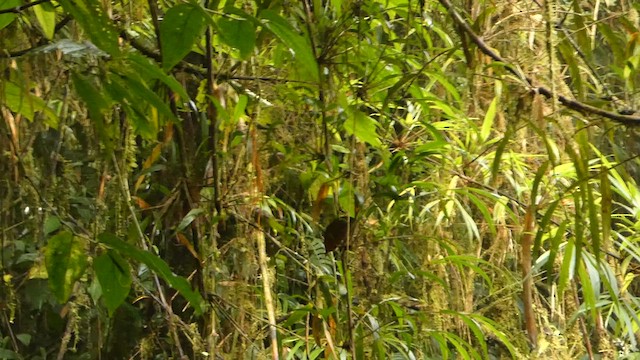 Costa Rican Warbler - ML632229524