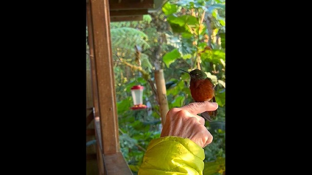 Chestnut-breasted Coronet - ML632229774