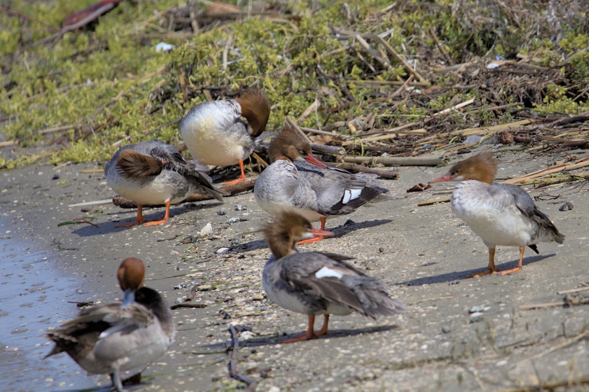 Common Merganser - ML632229836