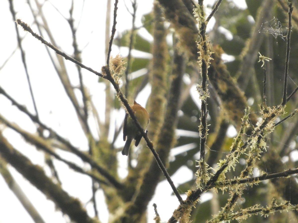Tufted Flycatcher - ML632229952