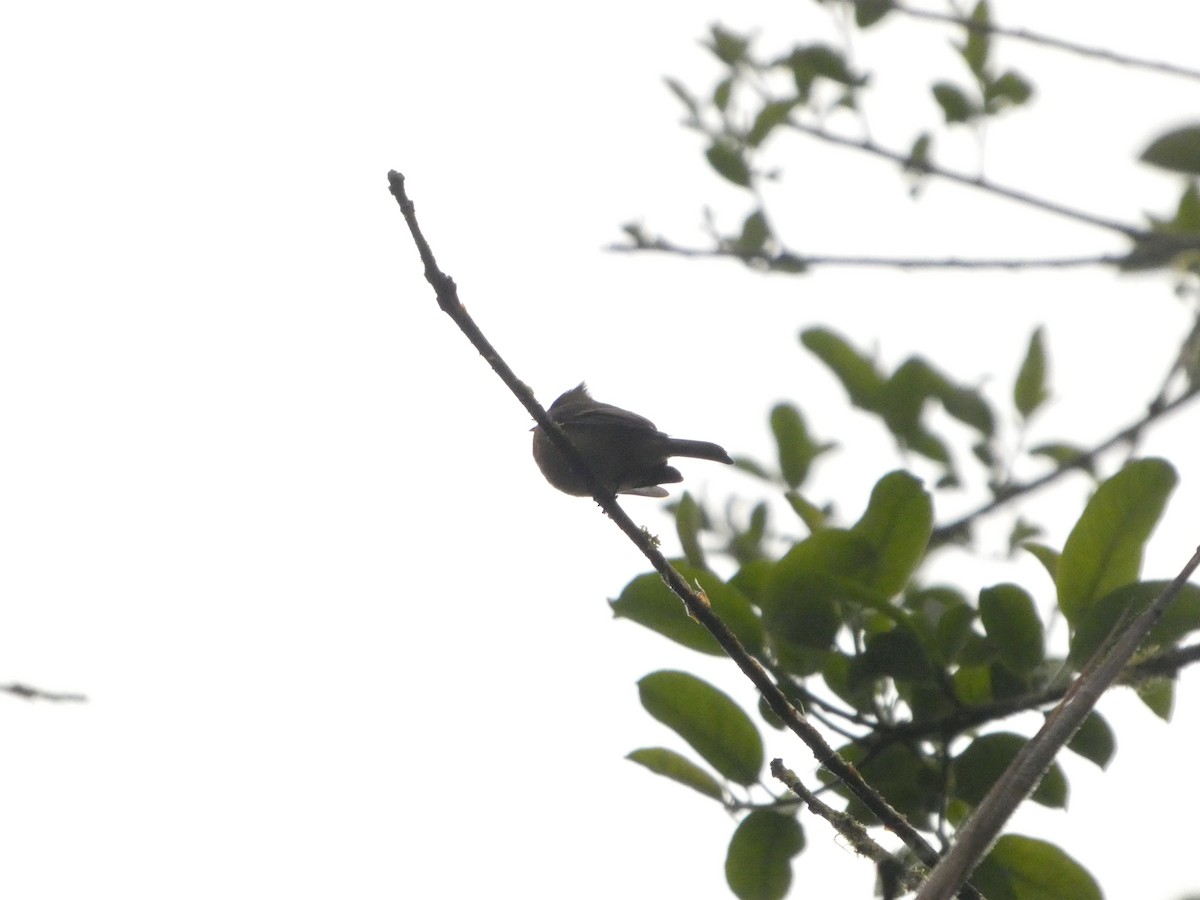Tufted Flycatcher - ML632229999