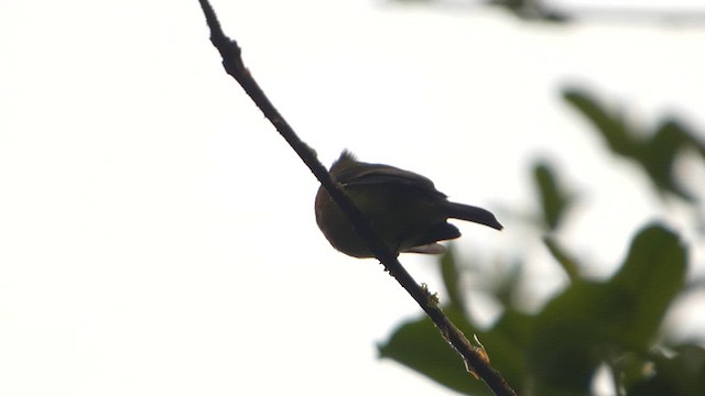 Tufted Flycatcher - ML632230017