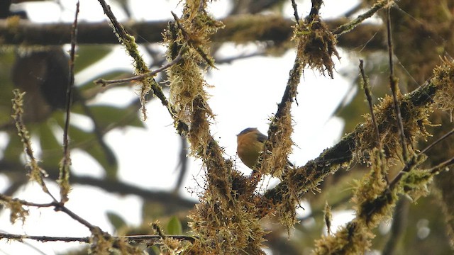 Tufted Flycatcher - ML632230034