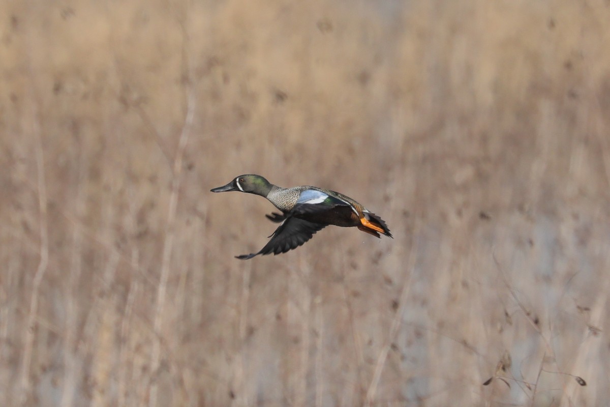 Blue-winged Teal x Northern Shoveler (hybrid) - ML632230109