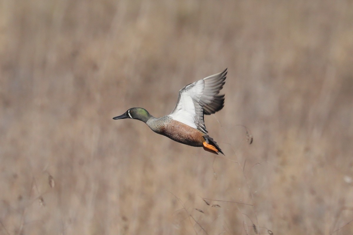 Blue-winged Teal x Northern Shoveler (hybrid) - ML632230110