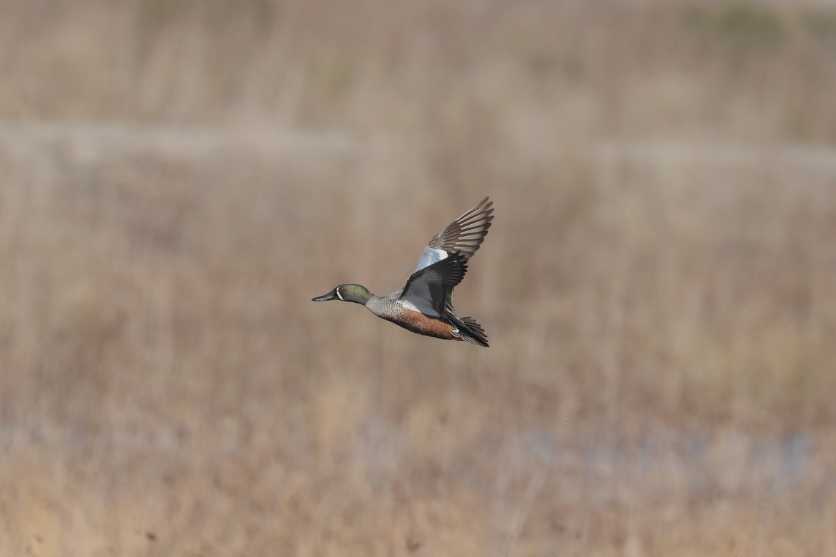 Blue-winged Teal x Northern Shoveler (hybrid) - ML632230111