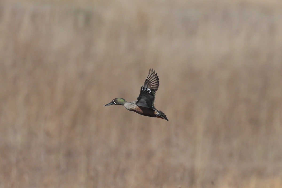 Blue-winged Teal x Northern Shoveler (hybrid) - ML632230112