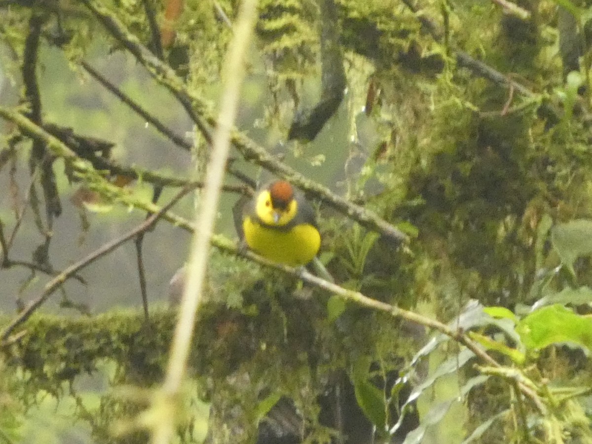 Collared Redstart - ML632230262