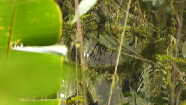 Collared Redstart - ML632230282