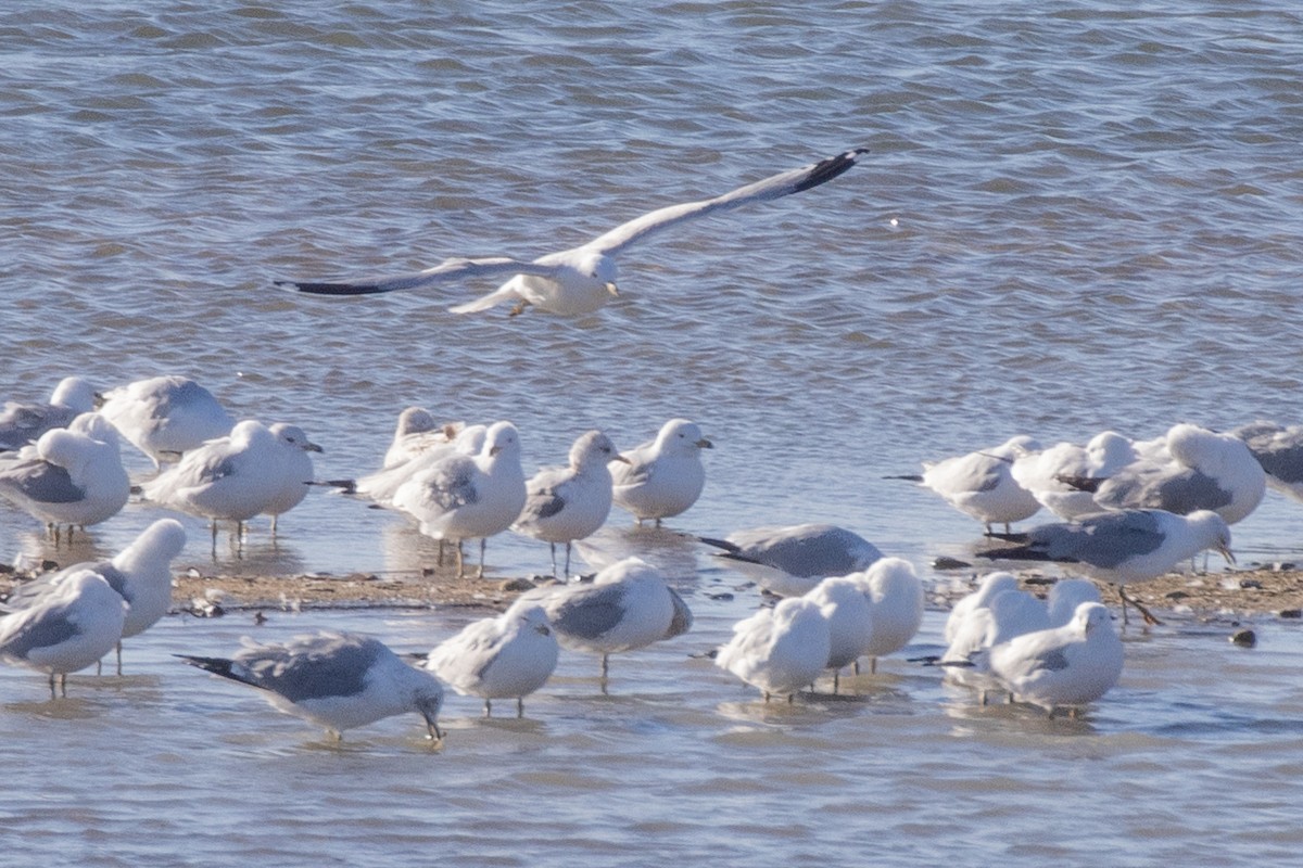 Short-billed Gull - ML632230387