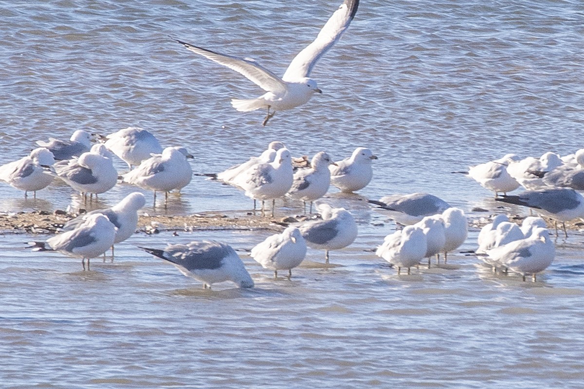 Short-billed Gull - ML632230388