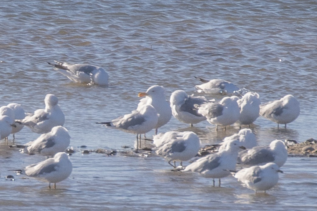 Полярная чайка - ML632230393