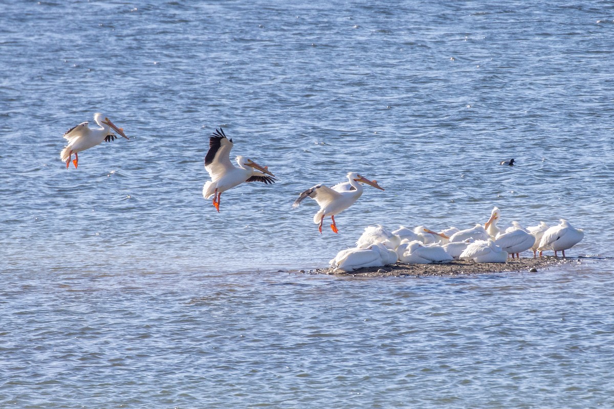 Пеликан-носорог - ML632230405