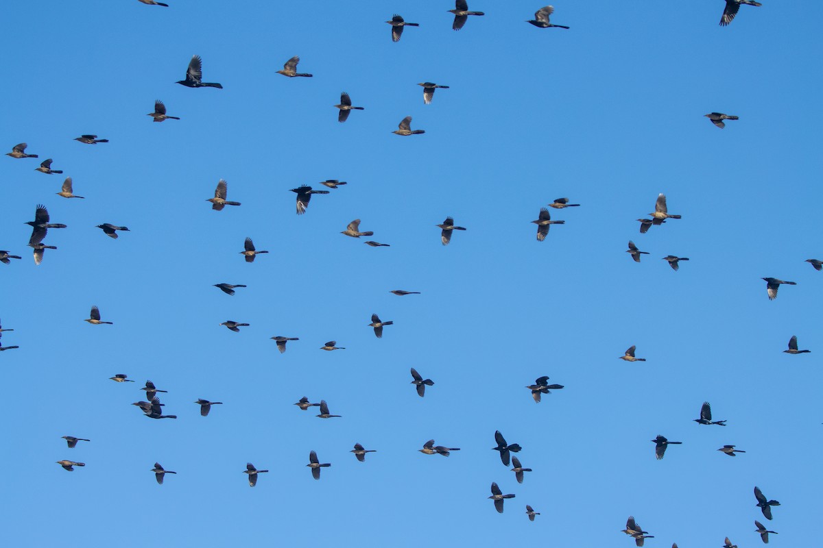 Большехвостый гракл - ML632230422