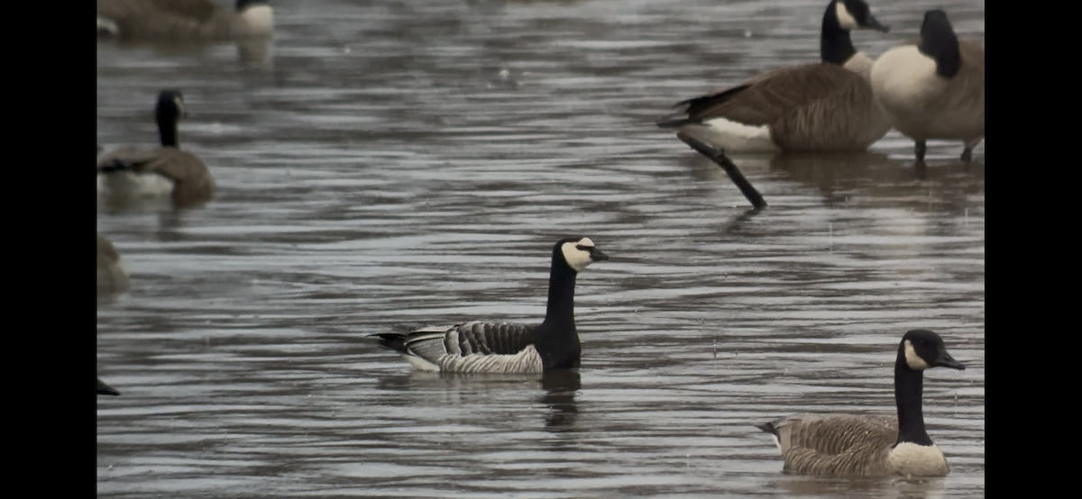 Barnacle Goose - ML632230430