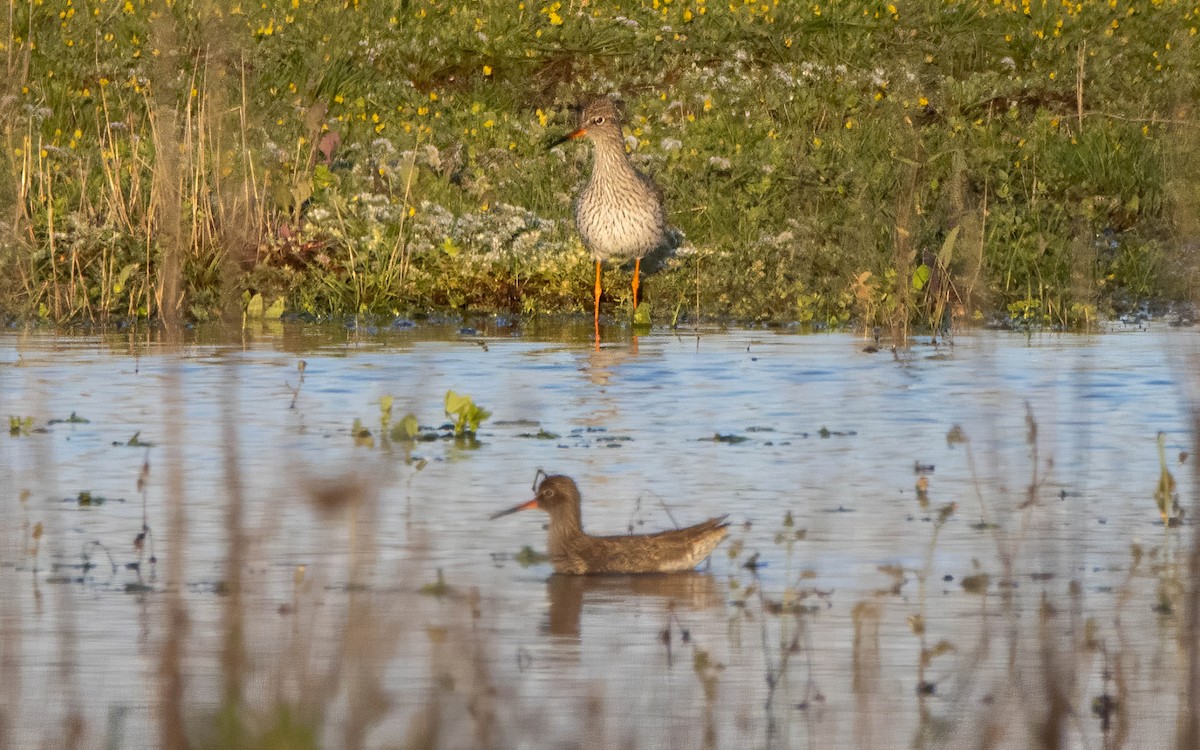 vodouš rudonohý - ML632230476