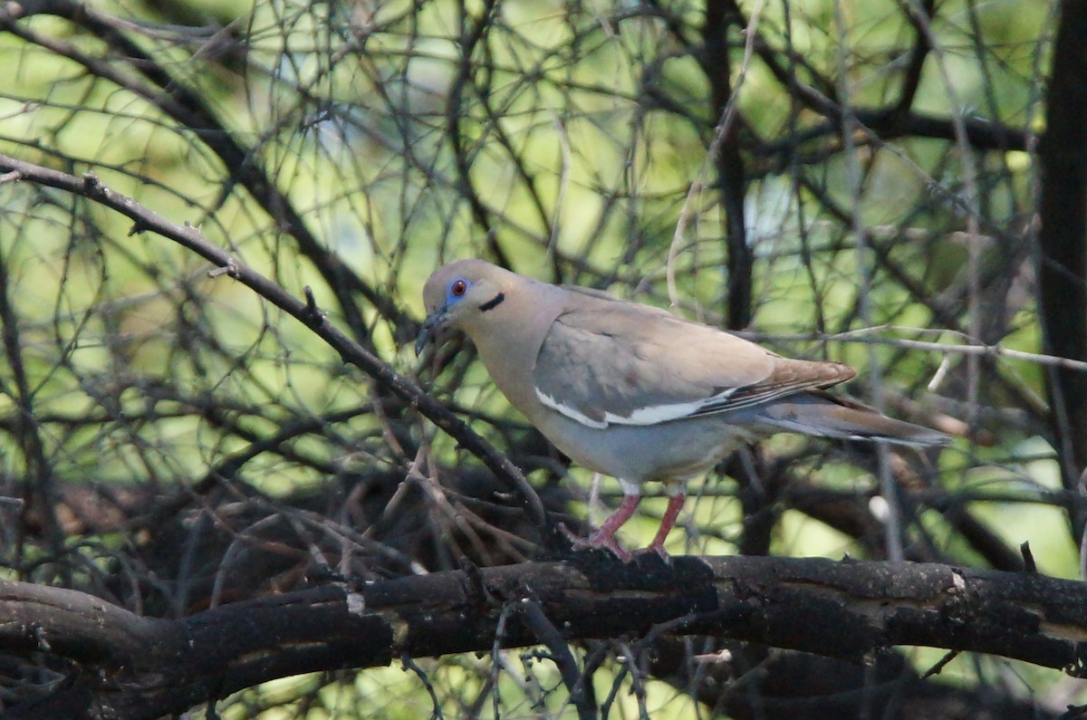 White-winged Dove - Samuel Murray