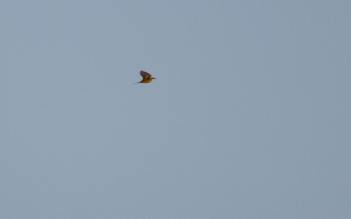 konipas luční (ssp. iberiae) - ML632230549