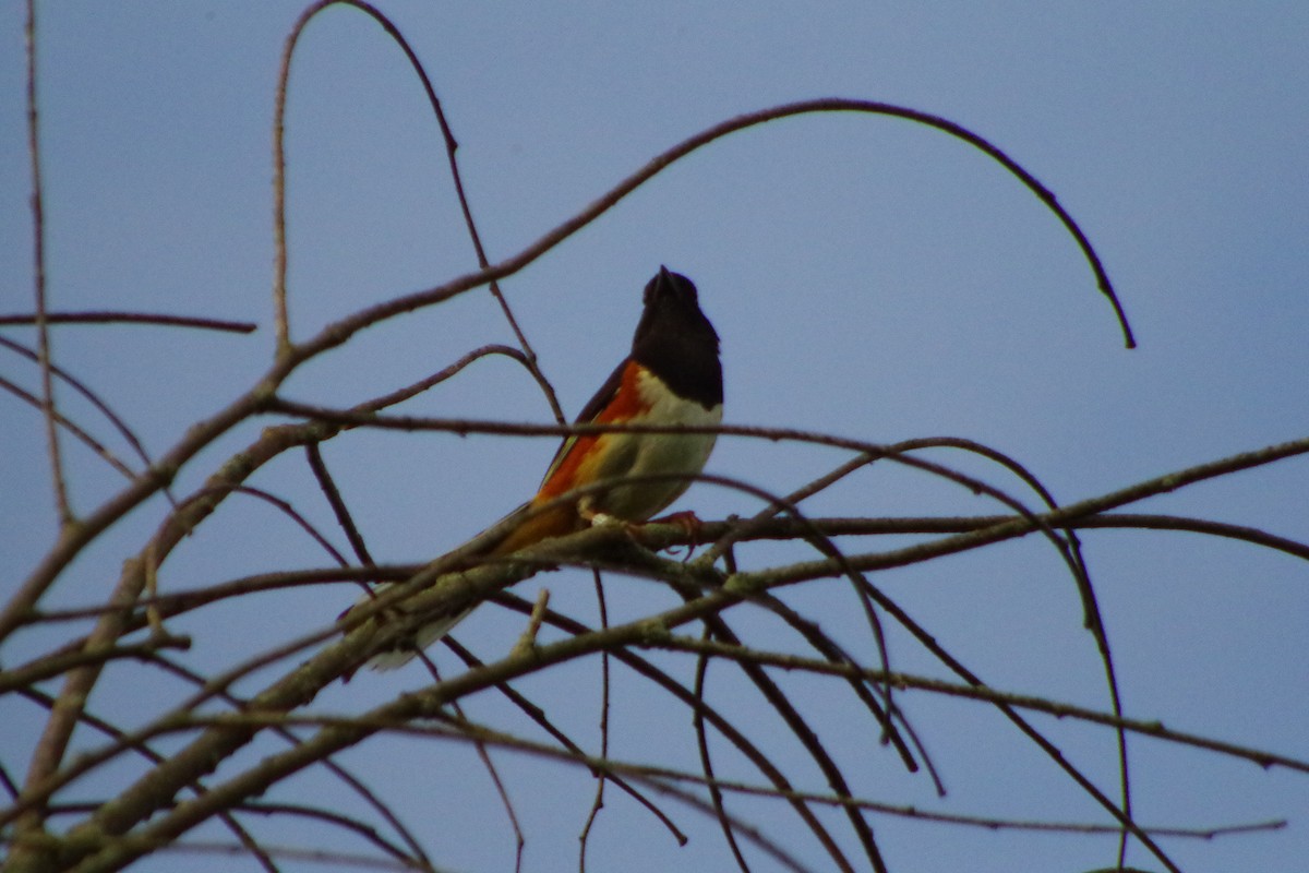 Eastern Towhee - ML632230757