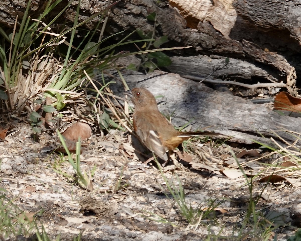 Eastern Towhee - ML632230795