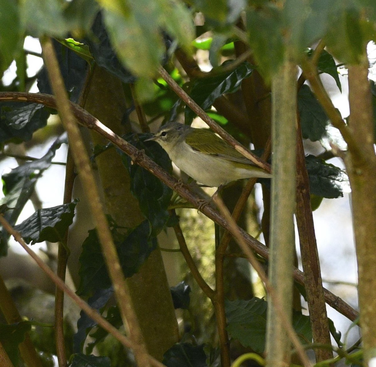 Tennessee Warbler - ML632230873