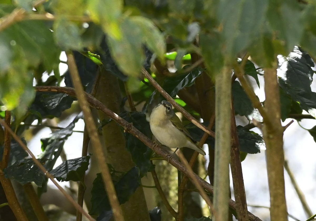 Tennessee Warbler - ML632230879