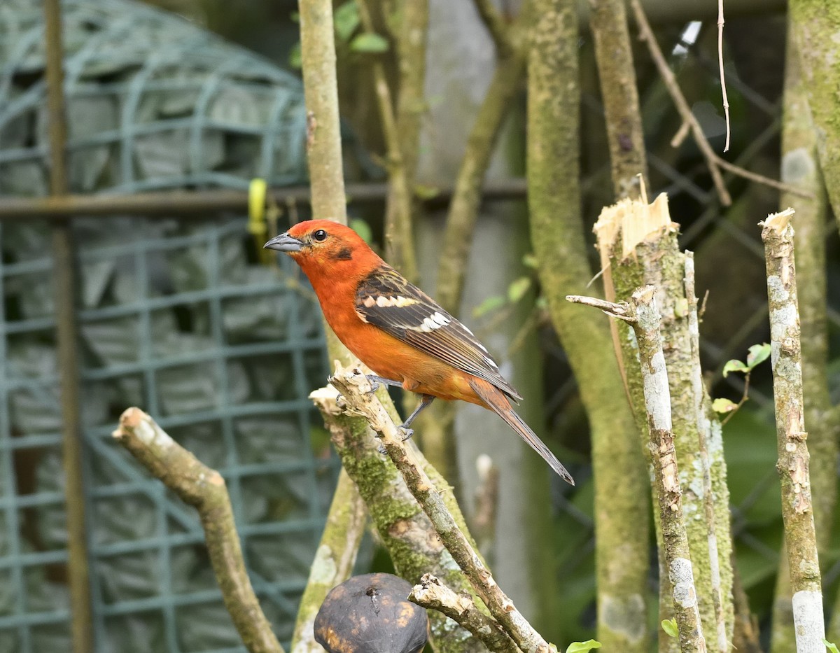 Flame-colored Tanager - ML632230883