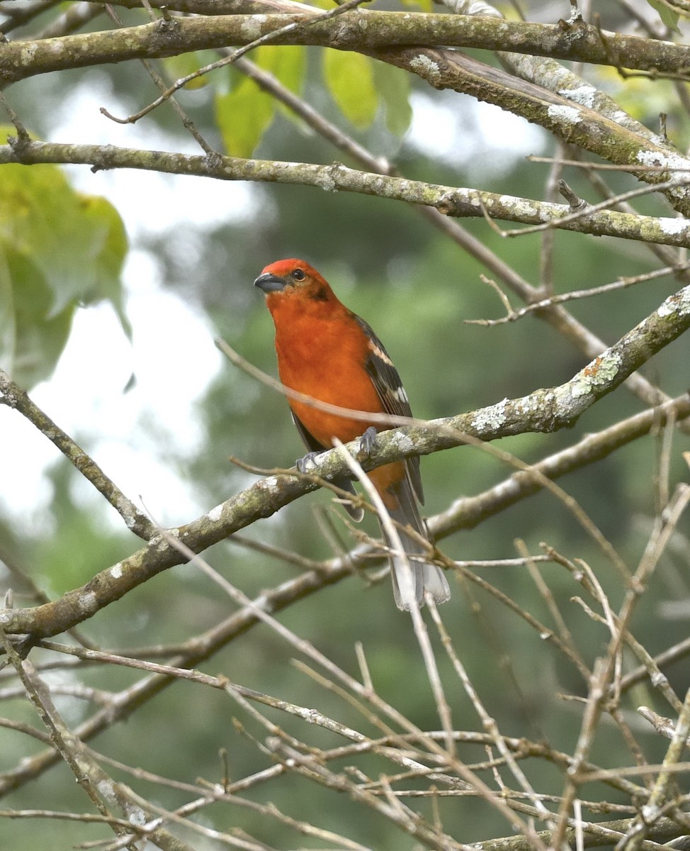 Flame-colored Tanager - ML632230891