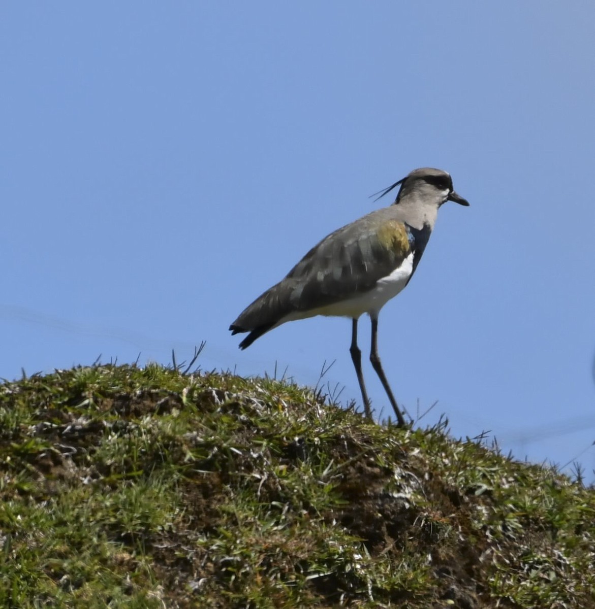 Southern Lapwing - ML632230910