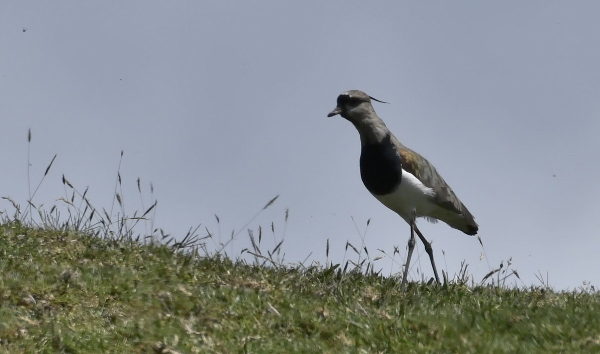 Southern Lapwing - ML632230914