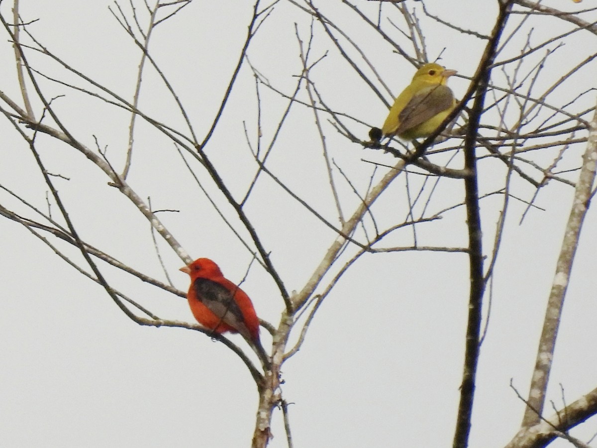 Scarlet Tanager - ML632230921