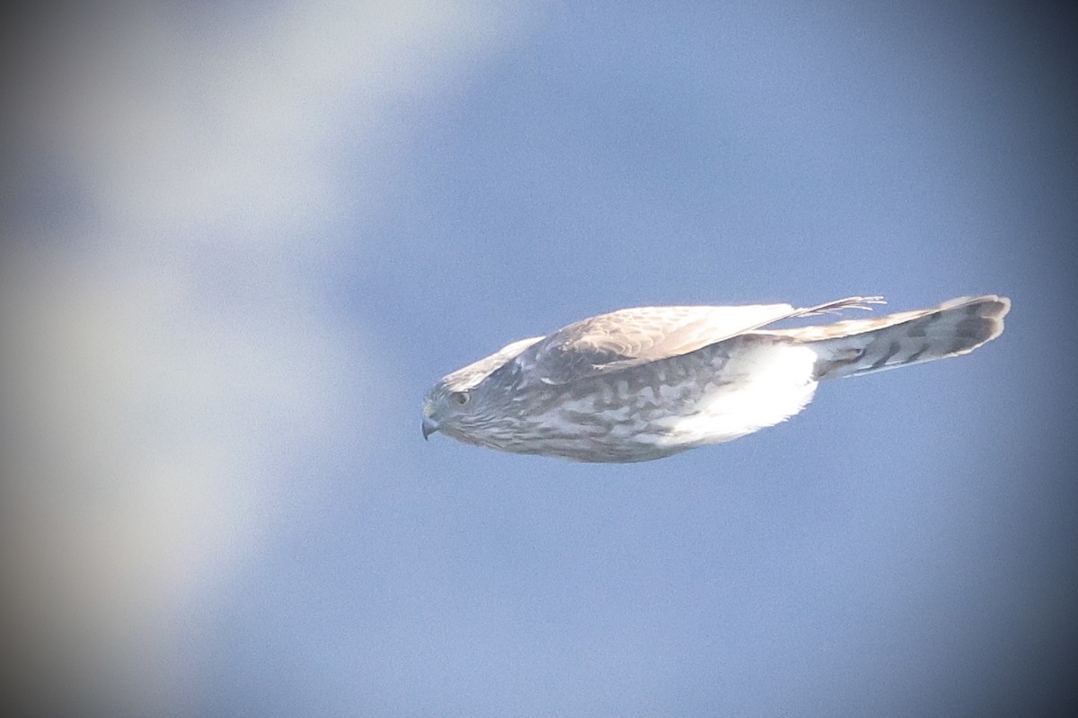 Sharp-shinned Hawk - ML632230927