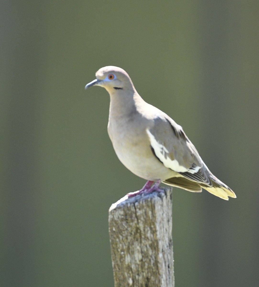 White-winged Dove - ML632230930