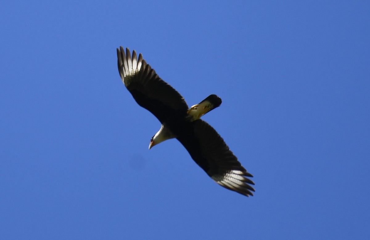Crested Caracara - ML632230939