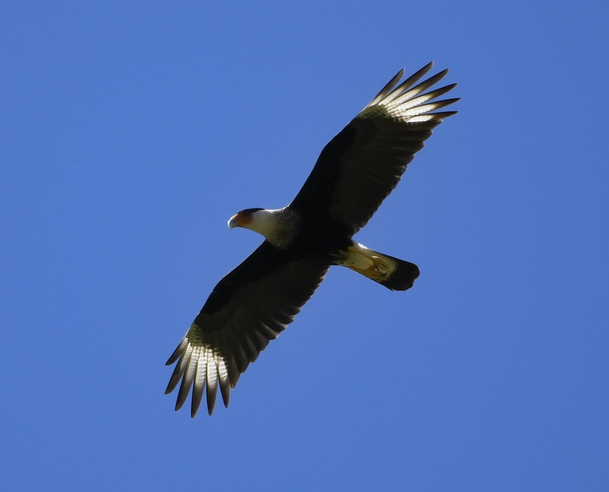 Crested Caracara - ML632230952