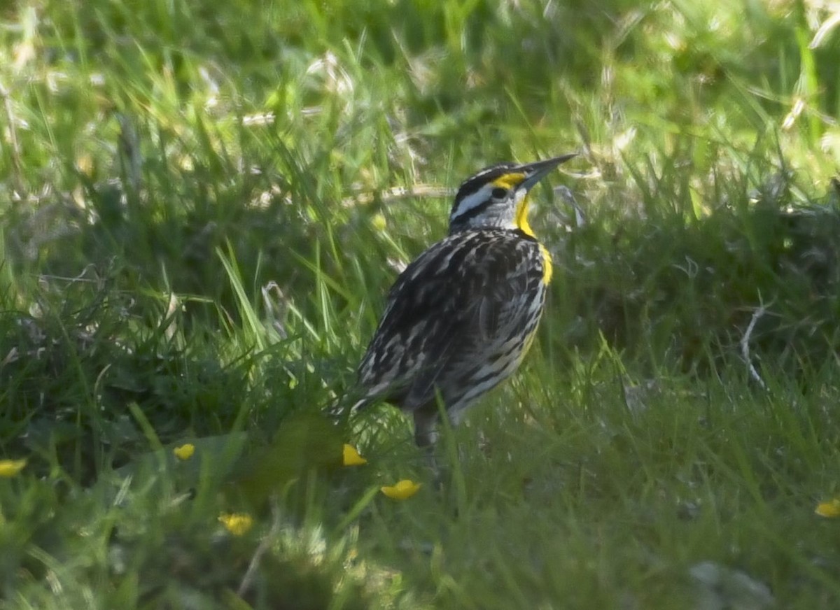 Eastern Meadowlark - ML632230978