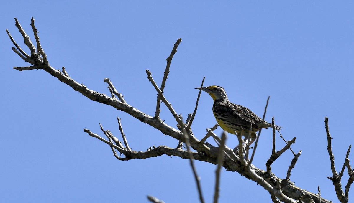 Eastern Meadowlark - ML632230982