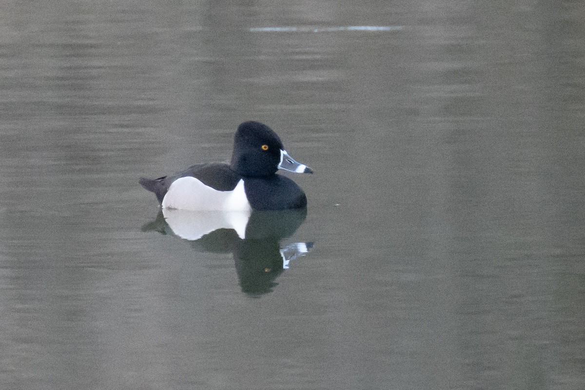 Ring-necked Duck - ML632231013