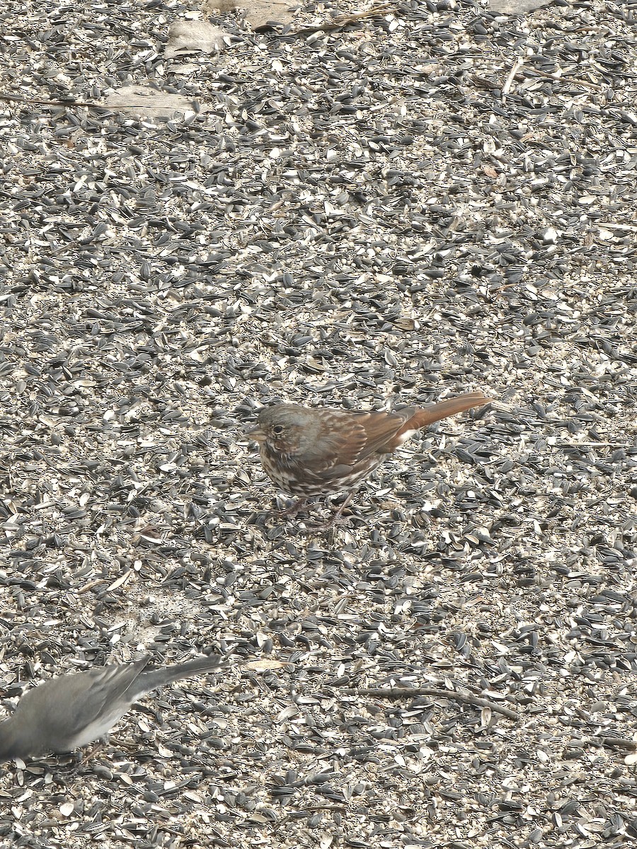 Fox Sparrow - ML632231116