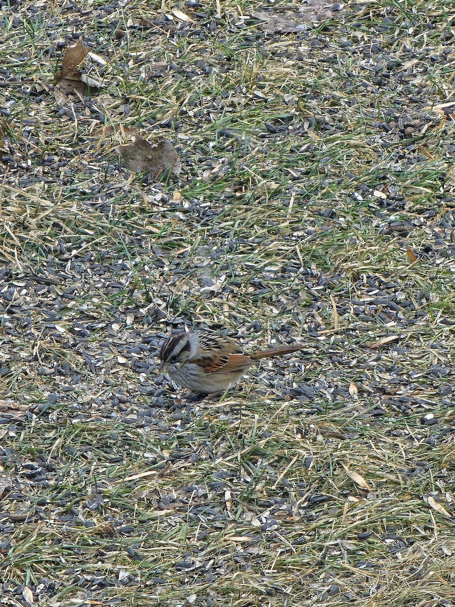 Swamp Sparrow - ML632231123