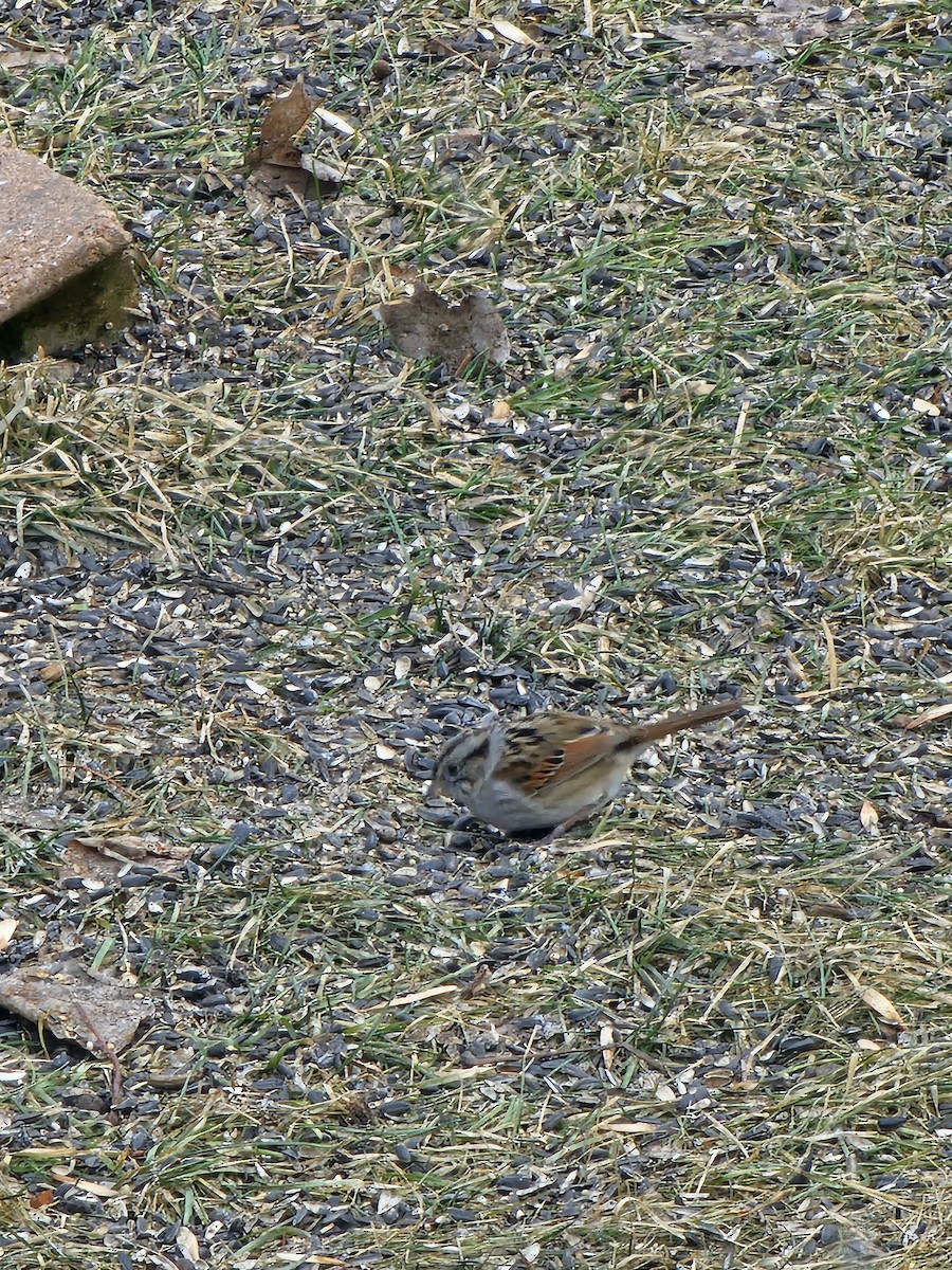 Swamp Sparrow - ML632231124