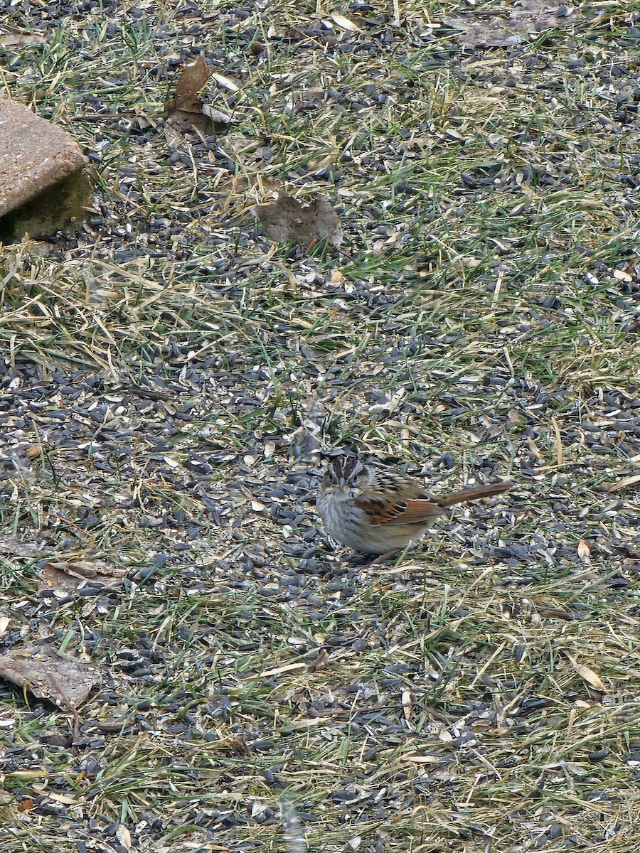 Swamp Sparrow - ML632231125